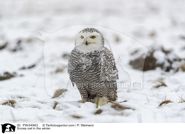 Snowy owl in the winter / PW-04963