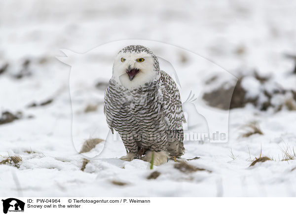 Schneeeule im Winter / Snowy owl in the winter / PW-04964