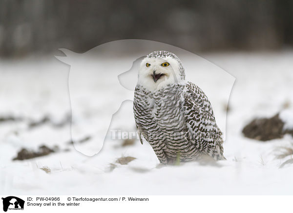 Schneeeule im Winter / Snowy owl in the winter / PW-04966