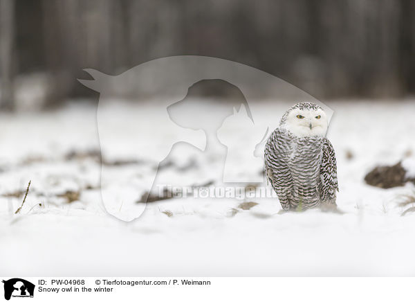 Schneeeule im Winter / Snowy owl in the winter / PW-04968