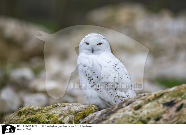 Schneeeule / Arctic Owl / FH-01463
