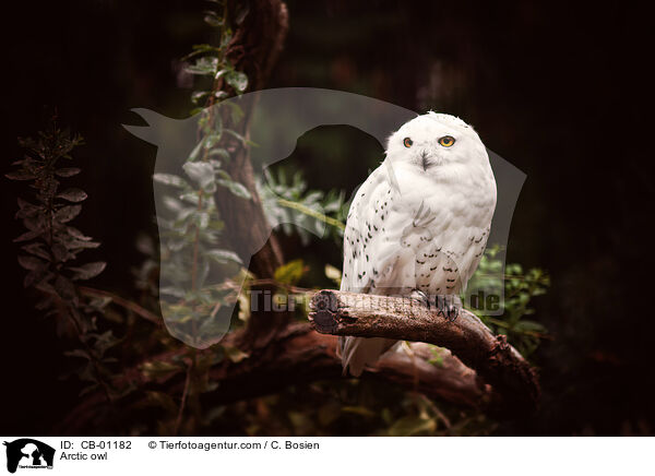 Schneeeule / Arctic owl / CB-01182