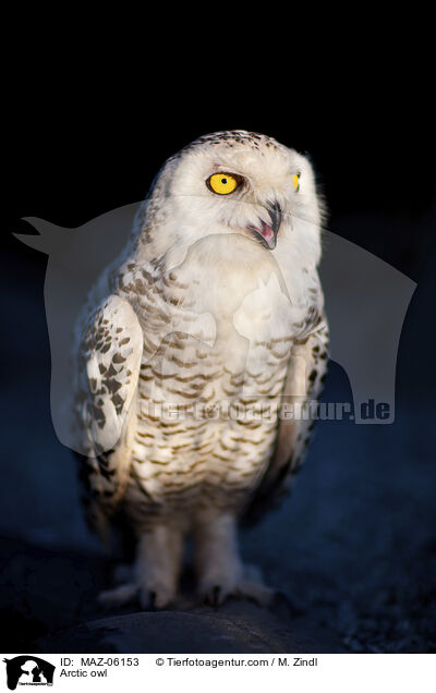 Arctic owl / MAZ-06153