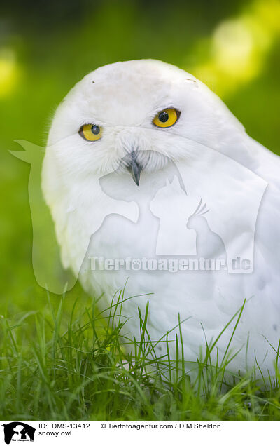 Schneeeule / snowy owl / DMS-13412