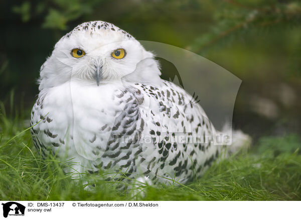 Schneeeule / snowy owl / DMS-13437