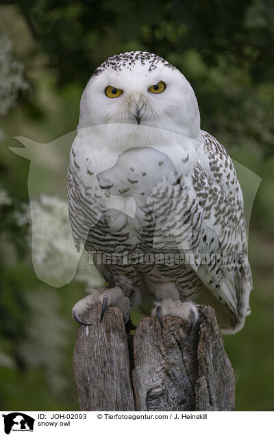 snowy owl / JOH-02093