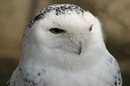 Snowy Owl