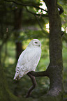 snow owl