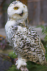 snow owl