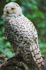 arctic owl