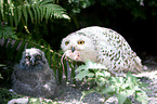 arctic owls