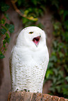 arctic owl