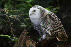 snow owl