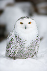 Arctic owl