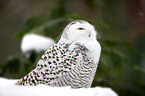 Arctic owl