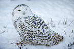 Arctic owl