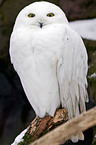 Arctic owl
