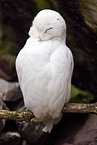 Arctic owl