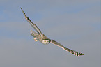 Arctic owl