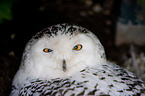 Arctic owl