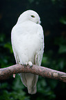 Arctic owl