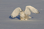 Arctic owl