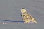 Arctic owl