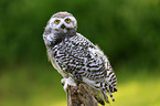 Arctic owl