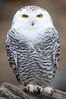 Arctic owl