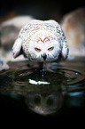 Arctic owl