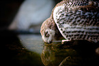 Arctic owl