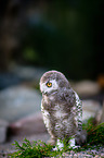 Arctic owl