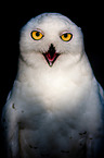 Arctic owl