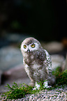 Arctic owl