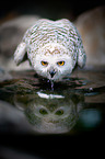 Arctic owl