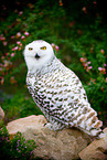 Arctic owl