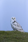 Arctic owl