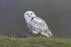 Arctic owl