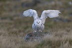 Arctic owl