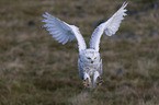 Arctic owl