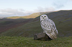 Arctic owl