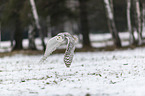 Snowy owl in the winter