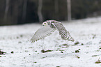 Snowy owl in the winter