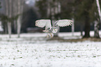 Snowy owl in the winter