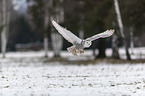 Snowy owl in the winter