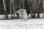 Snowy owl in the winter