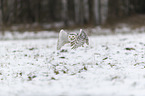 Snowy owl in the winter