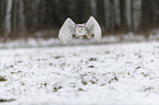 Snowy owl in the winter