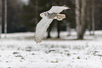 Snowy owl in the winter