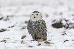 Snowy owl in the winter